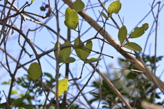 Muellerina celastroides