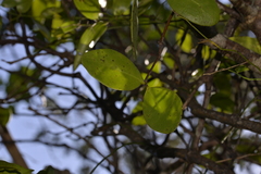 Muellerina celastroides
