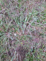 Dichanthelium lanuginosum