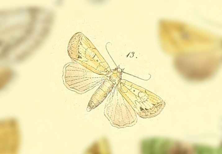 Janseodes melanospila