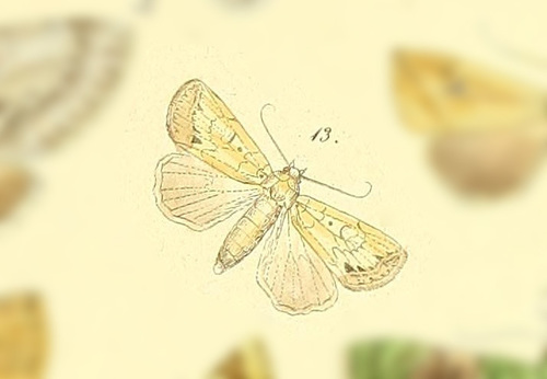 Janseodes melanospila