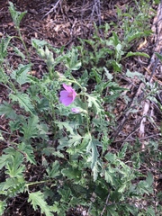 Sphaeralcea polychroma