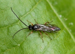 Limneriini