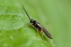 Limneriini