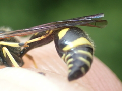 Eumenes papillarius