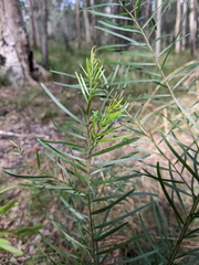 Acacia fimbriata