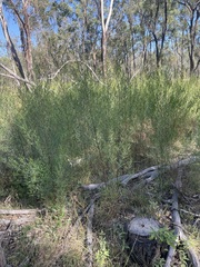 Dodonaea heteromorpha