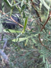 Dodonaea heteromorpha