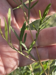 Dodonaea heteromorpha