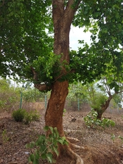 Holoptelea integrifolia