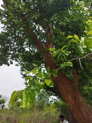 Holoptelea integrifolia