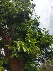 Holoptelea integrifolia