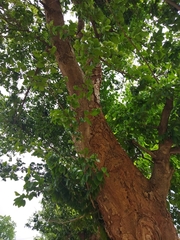 Holoptelea integrifolia