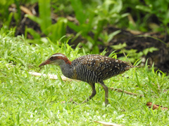 Gallirallus philippensis pelewensis