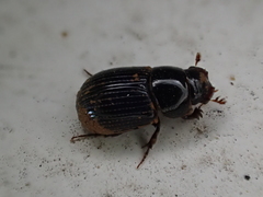 Ammoecius elevatus
