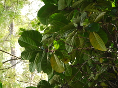 Coffea liberica