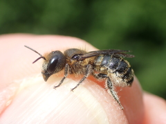 Osmia niveata