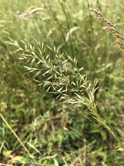 Trisetum flavescens