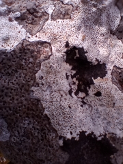 Bagliettoa baldensis