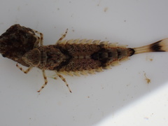 Oniscigaster wakefieldi