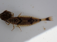 Oniscigaster wakefieldi