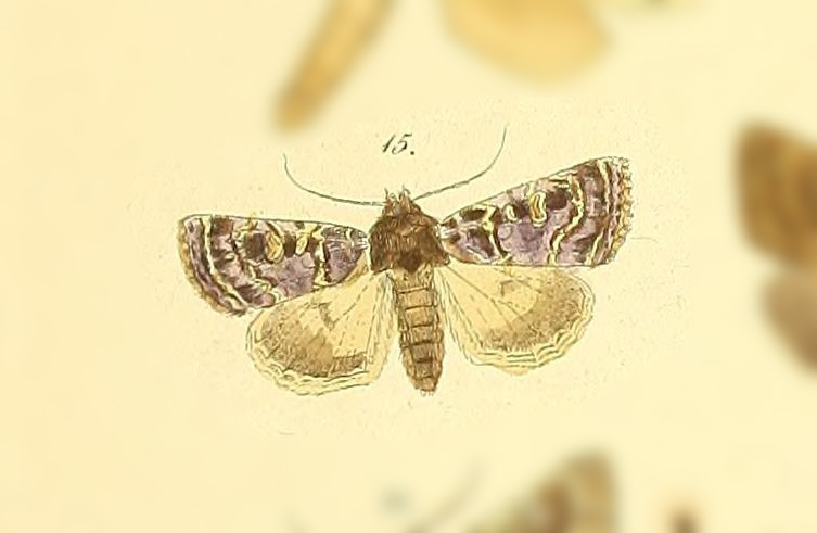 Psectraxylia
