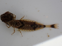 Oniscigaster wakefieldi