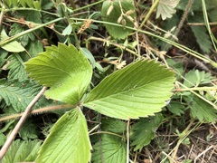 Fragaria vesca