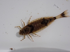 Oniscigaster wakefieldi