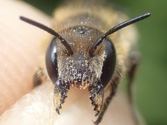 Osmia niveata