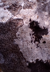 Bagliettoa calciseda