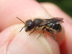 Osmia niveata