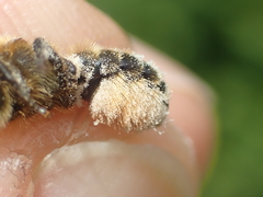 Osmia niveata