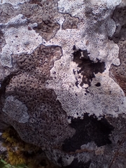 Bagliettoa calciseda