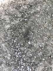 Catocala muliercula