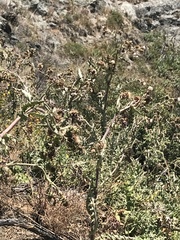 Cirsium fontinale