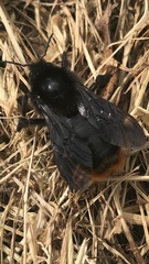 Bombus