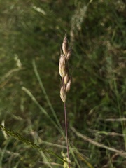 Bromus hordeaceus