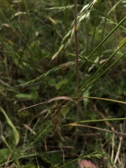 Bromus hordeaceus