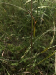 Bromus hordeaceus