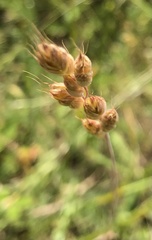 Bromus hordeaceus