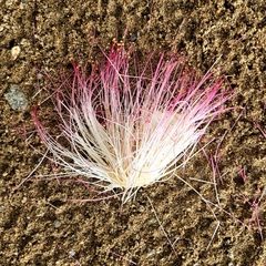 Barringtonia asiatica