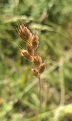 Bromus hordeaceus