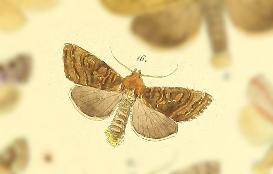 Tracheplexia