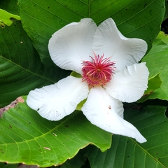 Dillenia philippinensis