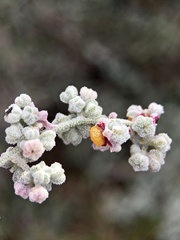 Chenopodium curvispicatum