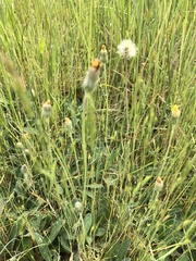 Pilosella officinarum