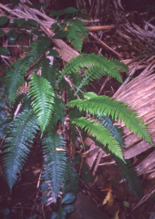 Blechnum norfolkianum