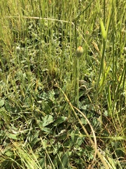 Pilosella officinarum