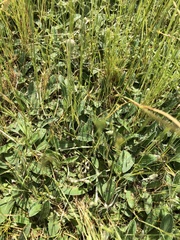 Pilosella officinarum